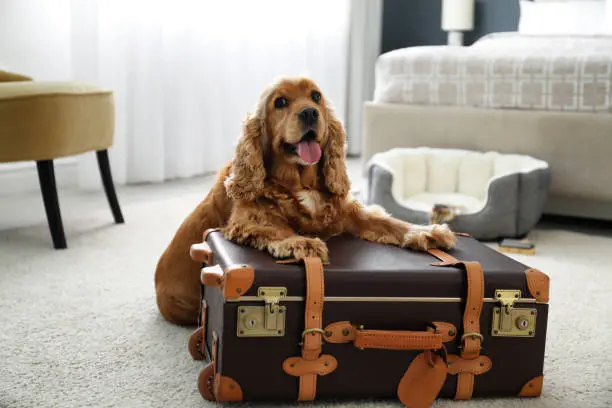 Owner packing dog essentials for travel, illustrating travel preparation for busy dog owners