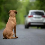 Aggression Signs in Dogs: Essential, Practical Ways to Recognize Warning Signals Early