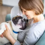 The Essential Guide to Stress-Free Anal Gland Care for Your Dog