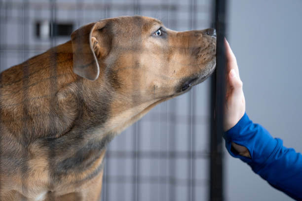 Anti-Shedding Strategies