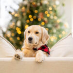 Essential & Proven Anti-Shedding Strategies: Smart Ways to Reduce Dog Hair Loss Year-Round