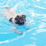 Proven Anxiety Reduction Techniques for Dogs: Easy Ways to Calm Nervous Pets