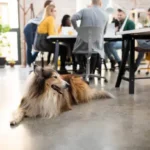 Practical Guide to Identifying Anxiety Triggers in Dogs