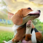 Essential Balanced Diet Tips for Dogs: A Simple, Stress-Free Way to Meet Daily Nutritional Needs