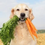 Proven Barking Prevention Devices to Keep Your Dog Calm and Quiet