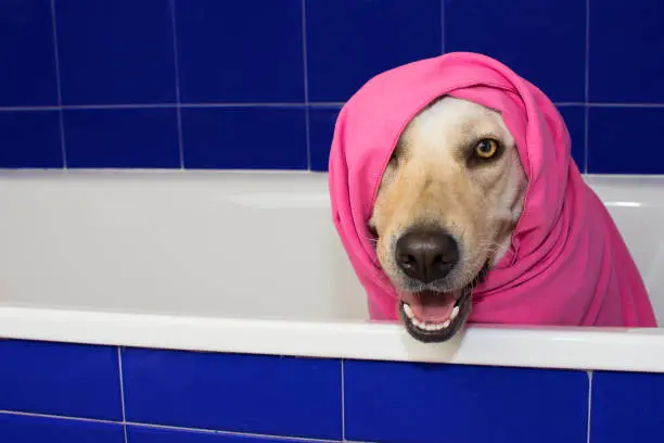 Owner brushing a long-haired dog before bath to prevent tangles and maintain coat cleanliness