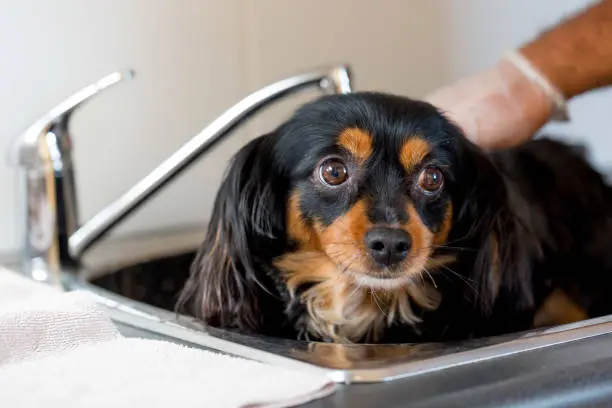 Small dog being bathed in a sink with lukewarm water, demonstrating safe home bathing practices