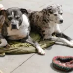 Factors Affecting Your Dog’s Bathing Frequency
