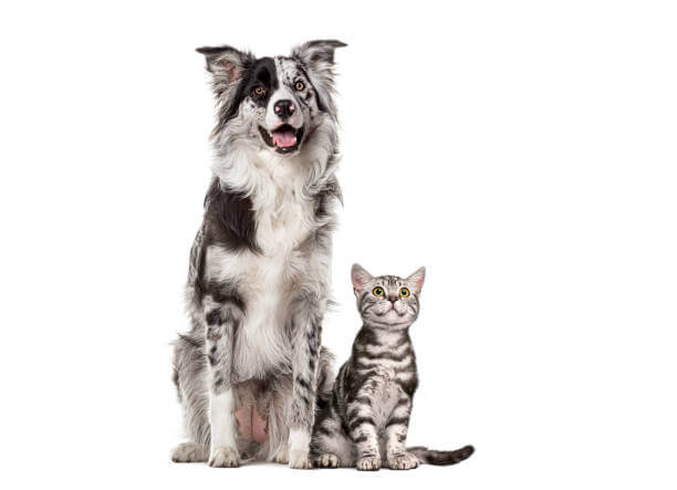 Brain Games for Dogs