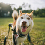 Essential Brain Games to Keep Your Dog Mentally Engaged at Home