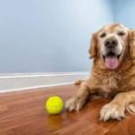 Essential Busy Owner Checklist: Smart Strategies for Efficient Dog Care