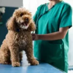 Chewing & Teeth: Easy and Practical Tips to Encourage Healthy Dental Habits
