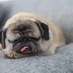 Smart Cleaning After Walks: Easy Ways to Keep Your Dog and Home Dirt-Free