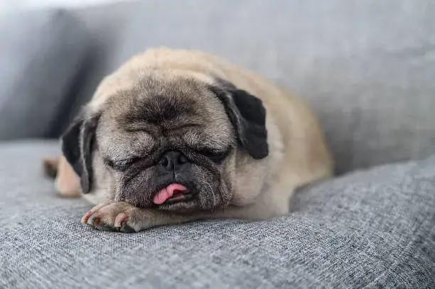 Cleaning After Walks