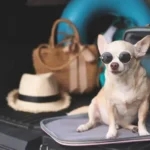 Cleaning Eyes Made Easy: Essential, Stress-Free Ways to Remove Debris Safely for Dogs