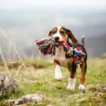 Essential Coat Brushing Frequency for Dogs: How Often You Should Groom Your Pup