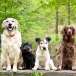 Proven Coat Brushing Tips to Keep Your Dog’s Fur Healthy and Shiny