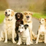 Proven Coat Detangling Tips for Stress-Free Dog Grooming at Home