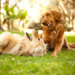 Essential & Proven Coat Moisturizing Techniques for a Shiny, Healthy Dog Coat