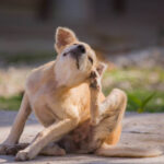 Essential Coat Protection Products for Dogs: Smart, Weather-Proof Care