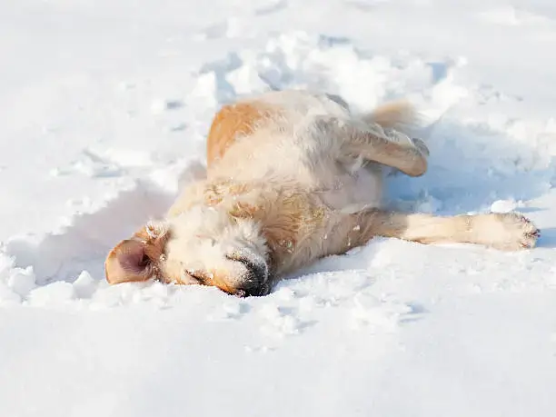 Dog playing outside in snow during a winter walk