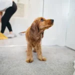Cold Weather Protection for Dogs
