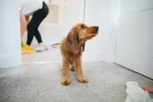 Cold Weather Protection