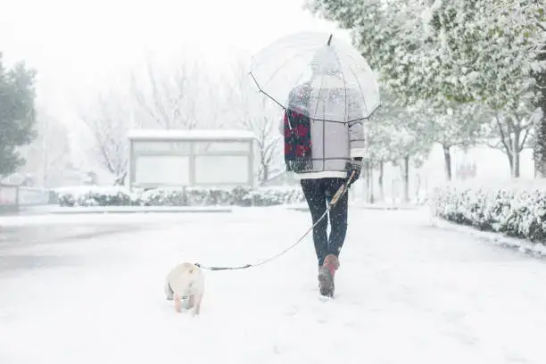 Dog walking in snow during cold winter weather