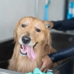Proven Techniques for Correcting Chewing Behavior in Dogs: Easy Steps to Prevent Destruction at Home
