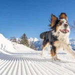 Essential Crate Training Tips to Reduce Your Dog’s Anxiety at Home and Create a Stress-Free Environment