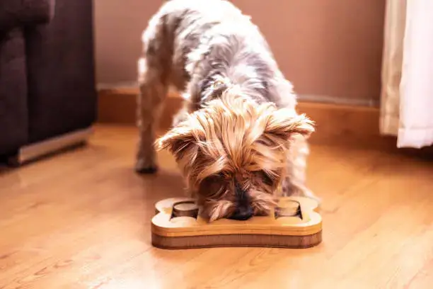 Dog using a treat-dispensing puzzle toy for mental stimulation