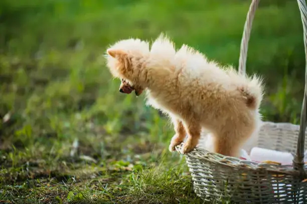 Basket with multiple dog toys ready for rotation and enrichment schedule