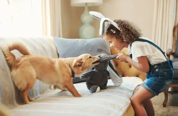 Dog playing with homemade tug toy indoors during daily enrichment activity