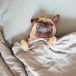 Daily Stress Monitoring: A Practical and Stress-Free Way to Spot Early Signs in Dogs