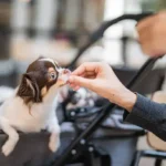 Proven Ear Infection Prevention for Dogs: Simple Tips Every Owner Should Know