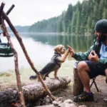 Easy Flea & Tick Care for Dogs: Essential Tips to Prevent Infestations