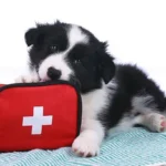 Practical Eye Irritation Care: Easy Ways to Keep Your Dog’s Eyes Healthy