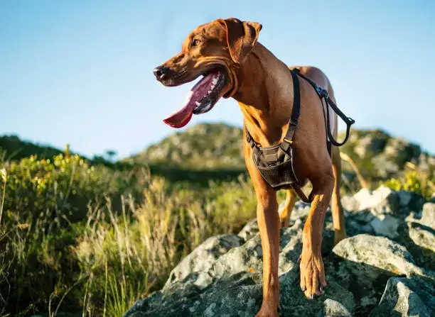 Fearful Behavior in Dogs