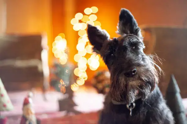 Fearful Behavior in Dogs