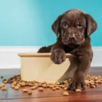 Essential Feeding Guide for Seniors: Practical Tips to Adjust Meals for Aging Dogs