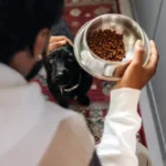 The Essential Fur Removal Techniques for a Cleaner, Stress-Free Home