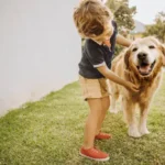 Essential Grooming Accessories for Dogs: Smart Tips for a Stress-Free Routine
