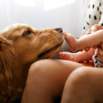 Essential Grooming Adjustments for Age to Support Older Dogs