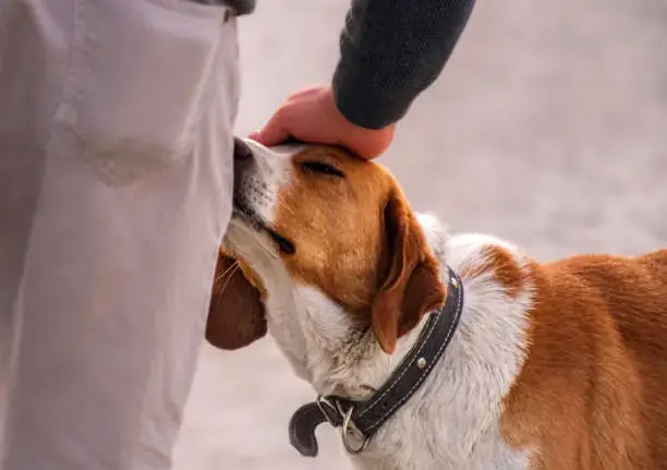 Brushing dog coat gently with slicker brush to prevent matting and tangles