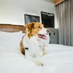 Grooming Checklist: Step-by-Step Guide for At-Home Dog Care