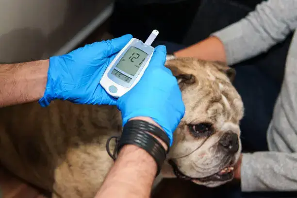 Trimming dog nails safely on non-slip mat as part of grooming checklist routine