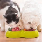Grooming Frequency Guide: A Simple, Stress-Free Way to Know How Often to Groom Your Dog