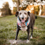 Essential Grooming Schedule for Every Dog: Keep Your Pet Clean, Healthy, and Happy