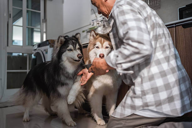 Grooming for Allergy-prone Dogs