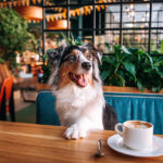 Essential Grooming for Allergy-prone Dogs: Stress-Free Tips for Sensitive Pets